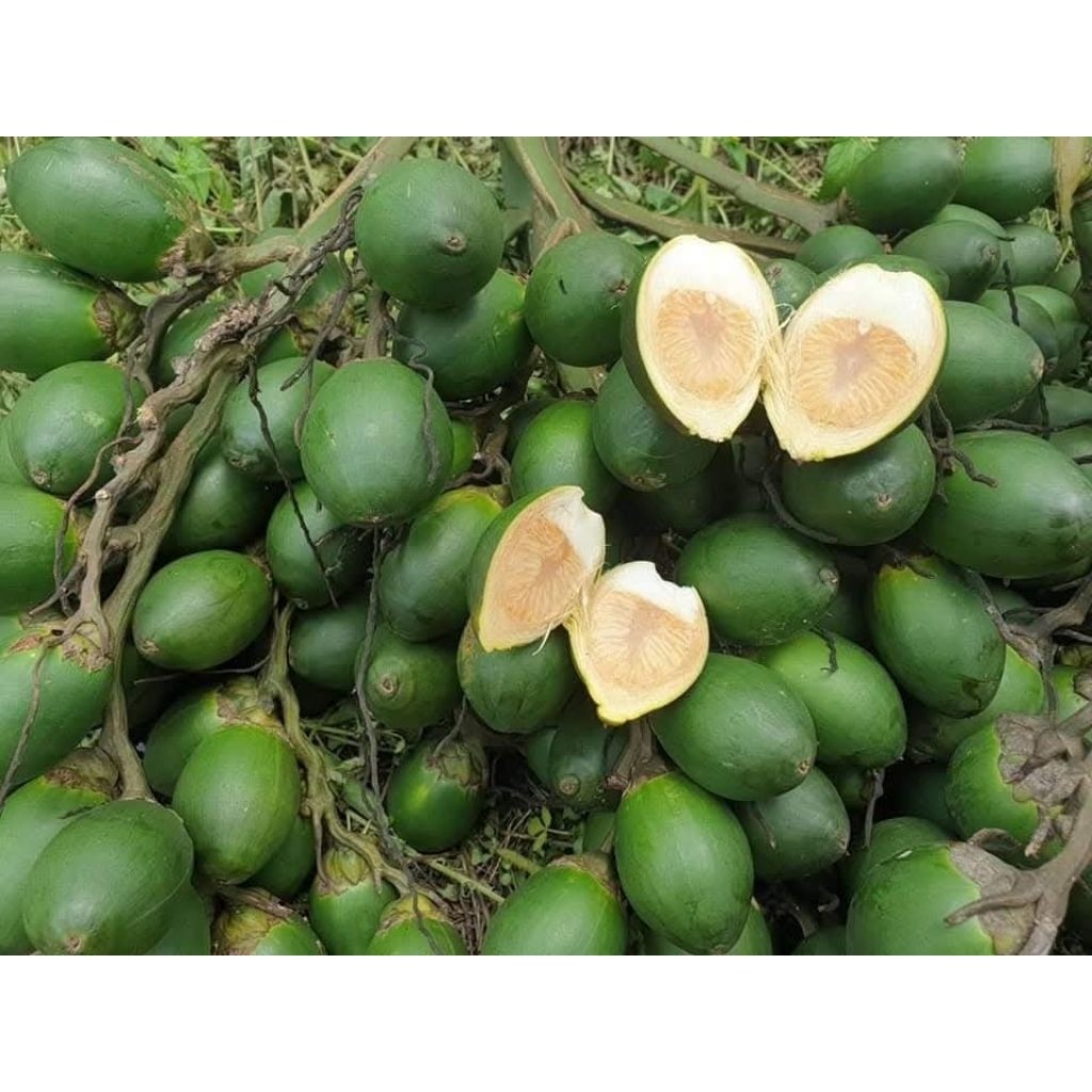 

buah jambe buah pinang muda segar 1kg herbal stamina pria