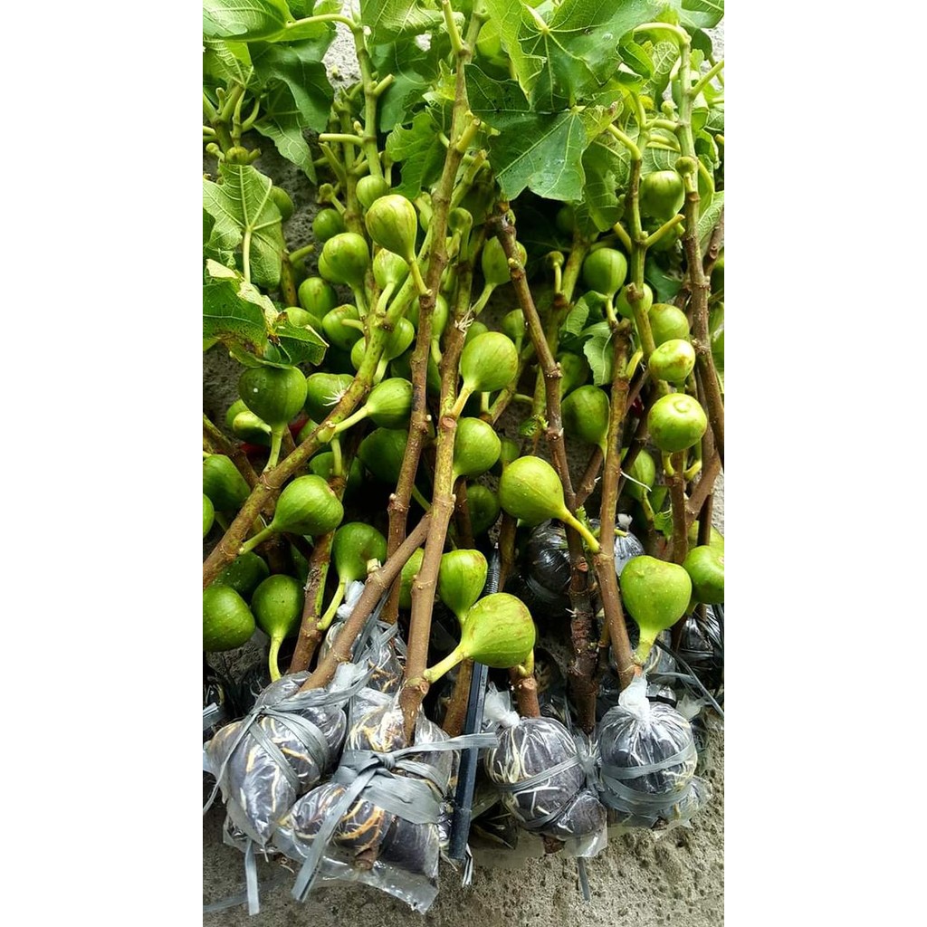 Bibit Buah Tin Fresh Cangkok Sudah Berbuah