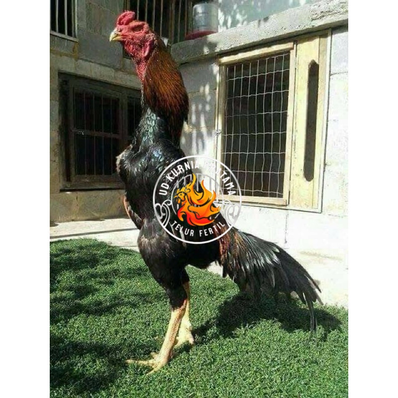 

TELUR FERTIL AYAM SHAMO JEPANG UNTUK DI TETASKAN UD KURNIA PRATAMA