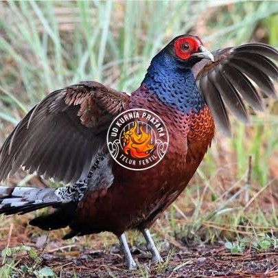 

Telur ayam hias ringneck hume's pheasant fertil siap ditetaskan UD KURNIA PRATAMA