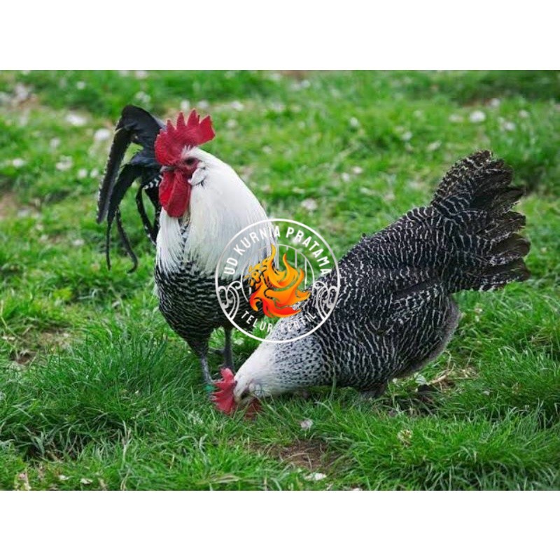

TELUR AYAM ARAB PETELUR SUPER UNTUK DI TETASKAN UD KURNIA PRATAMA