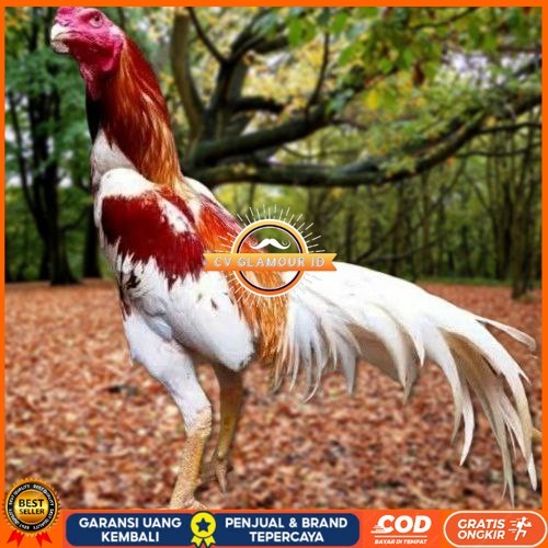 

Telur Ayam Pakhoy Bangkok Vertil Siap Di Tetaskan Jaminan Super Oiginal Bergaransi CV GLAMOUR ID