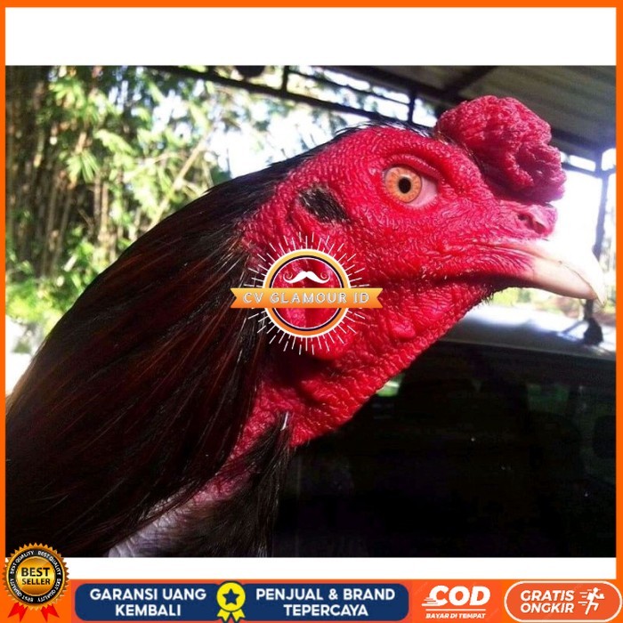 

Telur ayam bangkok ekor lidi terbaru terlaris CV GLAMOUR ID