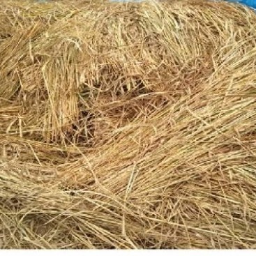 

Ready stok New jerami padi kering per 1kg,