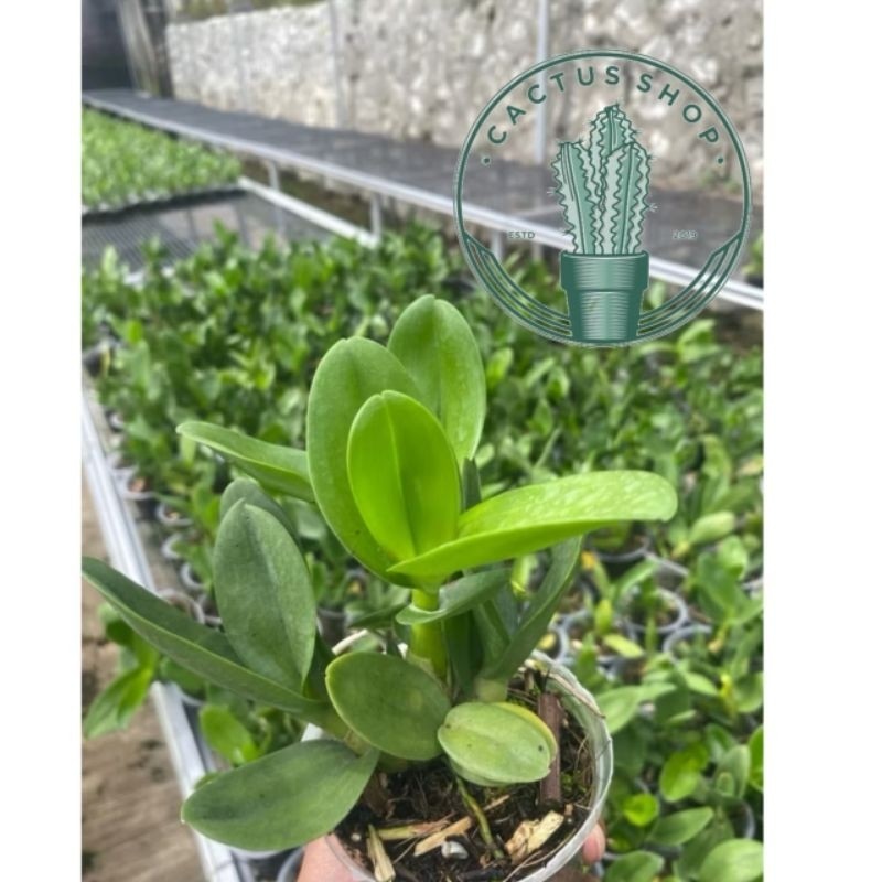 Anggrek Dendrobium Remaja - Tanaman Hias Anggrek dendrobium Remaja+ Pot Plastik / Anggrek dendrobium