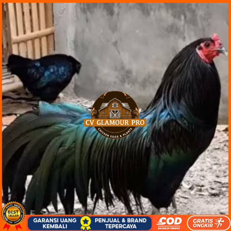 

TELUR FERTIL AYAM BLACK SUMATRA UNTUK DI TETASKAN CV GLAMOUR PRO