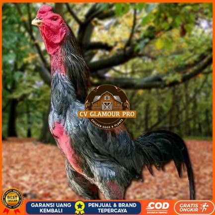 

Telur Ayam Pakhoy Redbull Vertil Siap Di Tetaskan Jaminan Super Jumbo Bergaransi CV GLAMOUR PRO