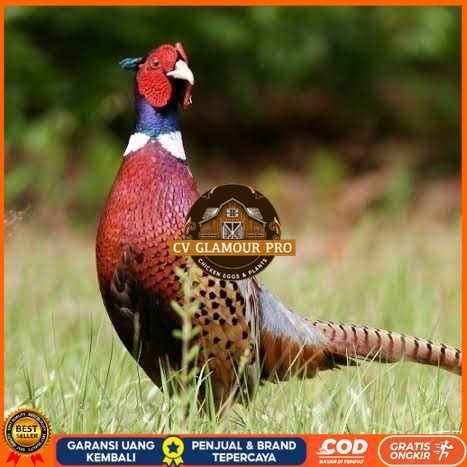 

Telur ayam ringneck pheasant green / telur ayam hias fertil siap tetas CV GLAMOUR PRO