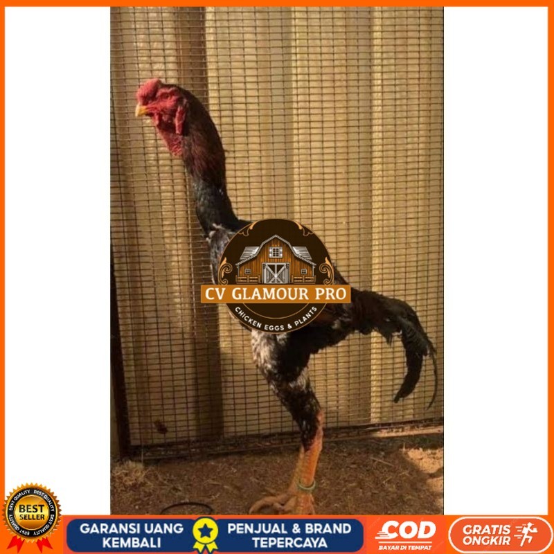 

TELUR AYAM MALAY UNTUK DI TETASKAN CV GLAMOUR PRO