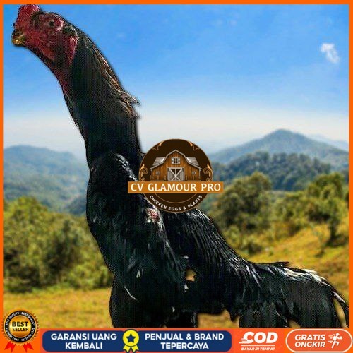 

telur tetas ayam shamo super valid CV GLAMOUR PRO