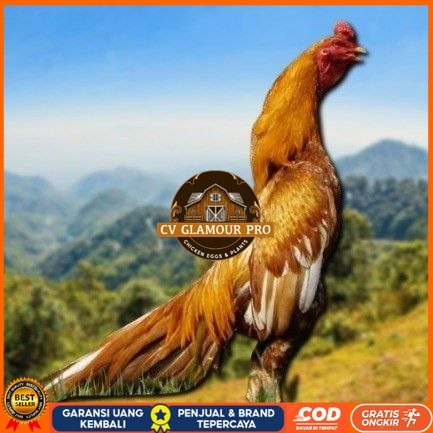 

telur ayam Shamo Eropa Ori telur fertil(TERLARIS) CV GLAMOUR PRO
