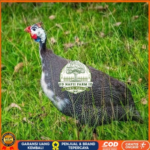 

Telur ayam mutiara / telur ayam hias / telur fertil siap cod UD NAFII FARM ID