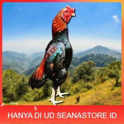 

telur tetas ayam shamo eropa UD SEANASTORE ID