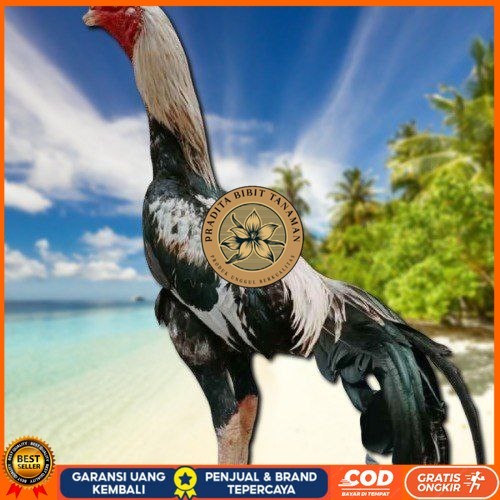 

telur ayam bangkok original bisa untuk di tetaskanvertil PRADITA BIBIT TANAMAN