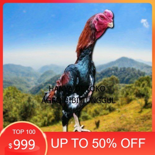 

telur ayam shamo jepang ori petarung bisa untuk di tetaskan agro.bibit.unggul