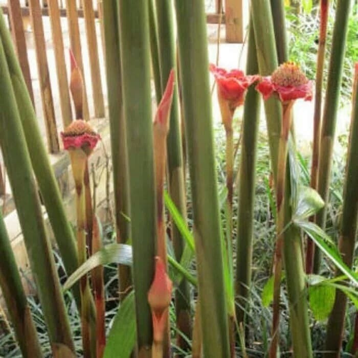 

Baru Batang pohon honje 1kg segar - pohon kecombrang ML plant
