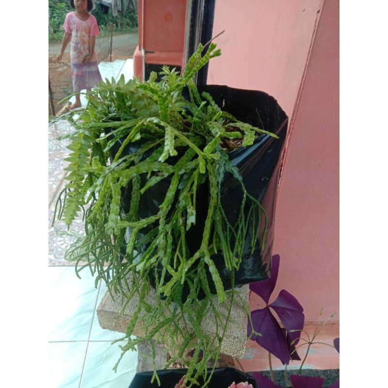 Tanaman hias gantung huperzia /kumpai bintang / kumpai sisik Y