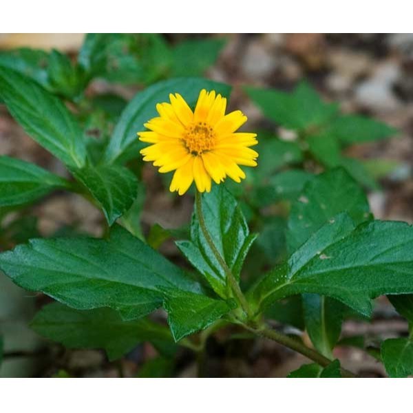 

Gelaskosong11 Daun wedelia segar 500 gr SA
