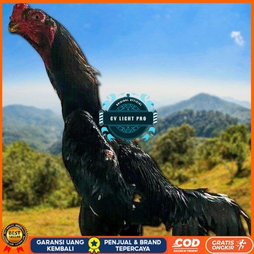 

telur tetas ayam shamo super valid CV LIGHT PRO