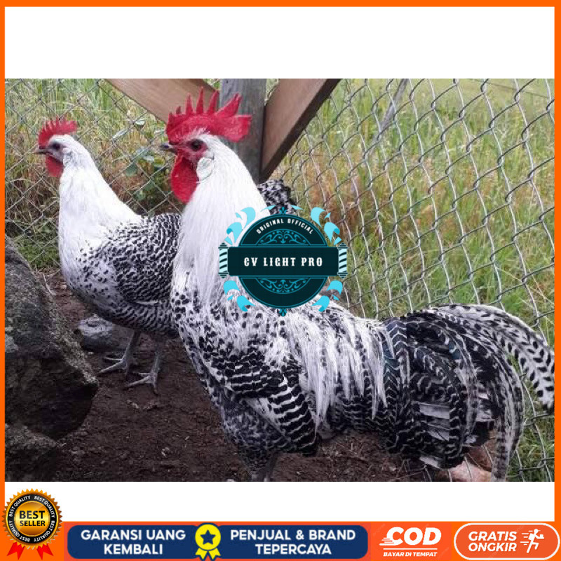 

TELUR FERTIL AYAM ARAB PETELUR HANDAL INDUKAN TERSELEKSI UNTUK DI TETASKAN CV LIGHT PRO