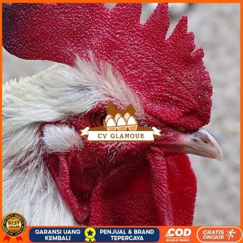 

Telur ayam albino mata merah / telur ayam hias fertil siap cod CV GLAMOUR