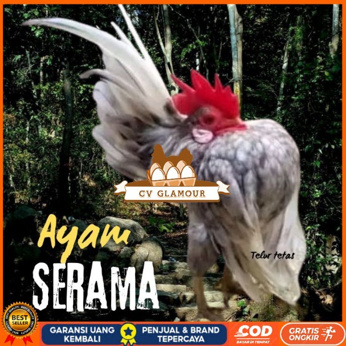 

telur ayam Serama kontes asli pendek bisa di tetaskan original berkualitas CV GLAMOUR
