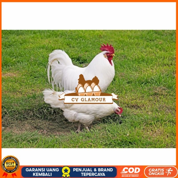 

Telur ayam hias leghorn white fertil asli siap ditetaskan - ayam-leghorn CV GLAMOUR