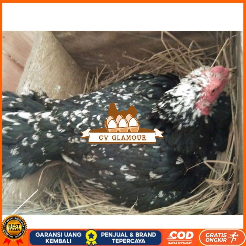 

telur Ayam Bangkok Clasik ekor lidi Fertil terlaris CV GLAMOUR