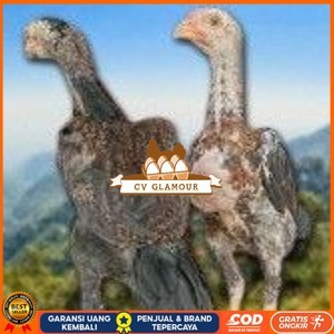 

telur tetas ayam shamo siap di tetaskan super garansi CV GLAMOUR