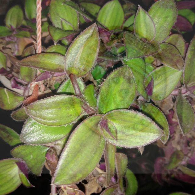 

Daun Kuping Kera Segar - Tanaman Gantung Alami