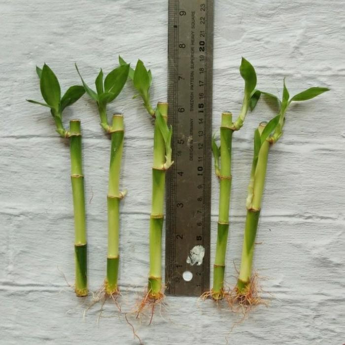 

Bibit bambu hoki sri rejeki ready