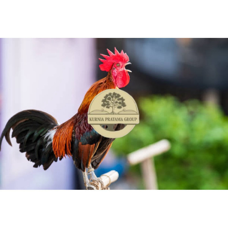 

TELUR FERTIL AYAM KETAWA SLOW/DANGDUT/DURSAM UNTUK DINTETASKAN KURNIA PRATAMA GROUP