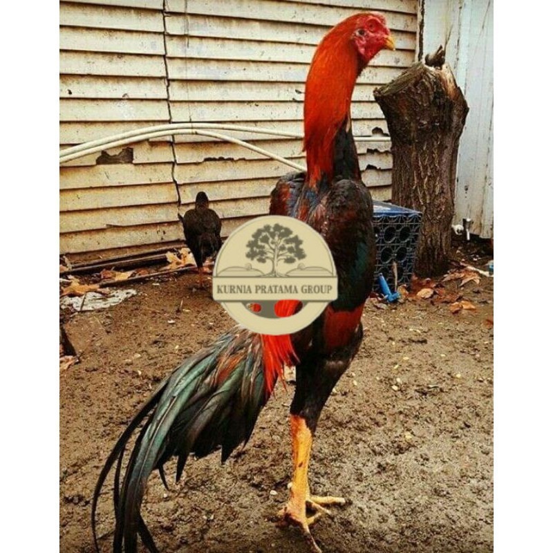 

PAKET MURAH 3 EKOR TELUR SHAMO (Cod) KURNIA PRATAMA GROUP