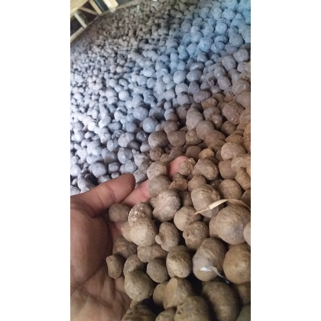 JAMIN MURAH 1 KG DORMAN BIBIT PORANG KATAK SUPER GARANSI MURAH(BISA LANGSUNG ORDER)