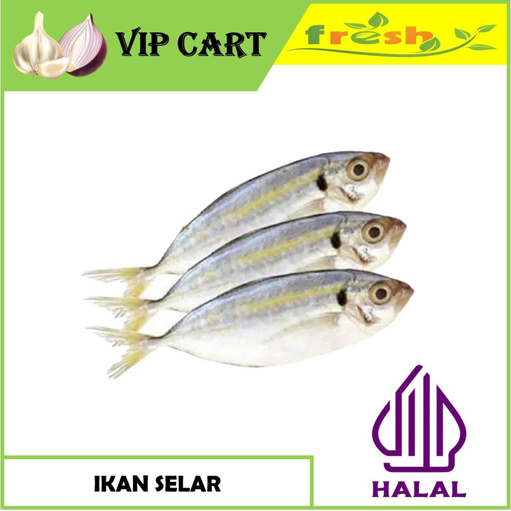 

IKAN SELAR KUNING - IKAN SEGAR