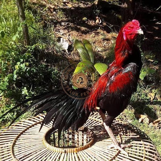 

Telur ayam bangkok ekor lidi / telur ayam hias fertil siap kirim KURNIA PRATAMA ID
