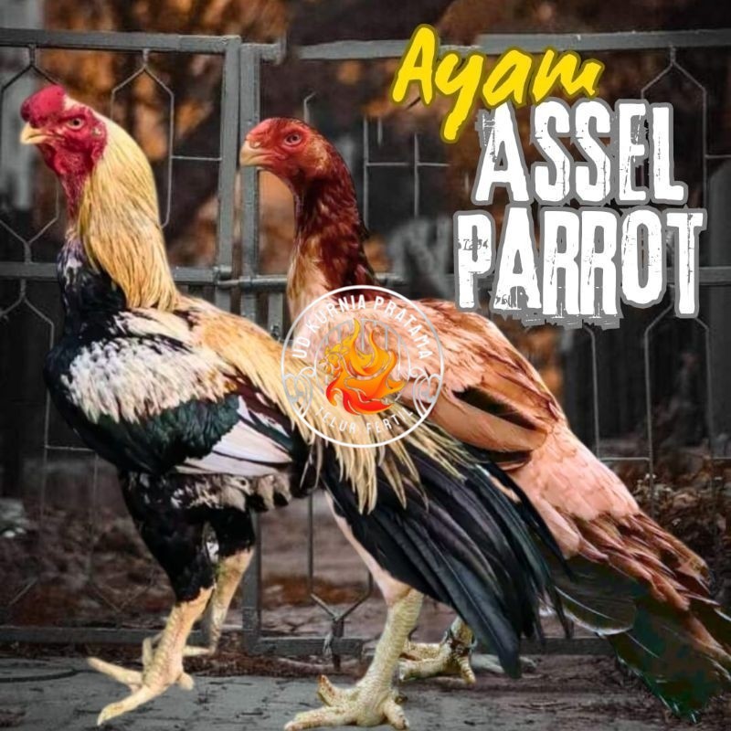 

telur ayam assel Parrot ori bisa untuk di tetaskan UD KURNIA PRATAMA