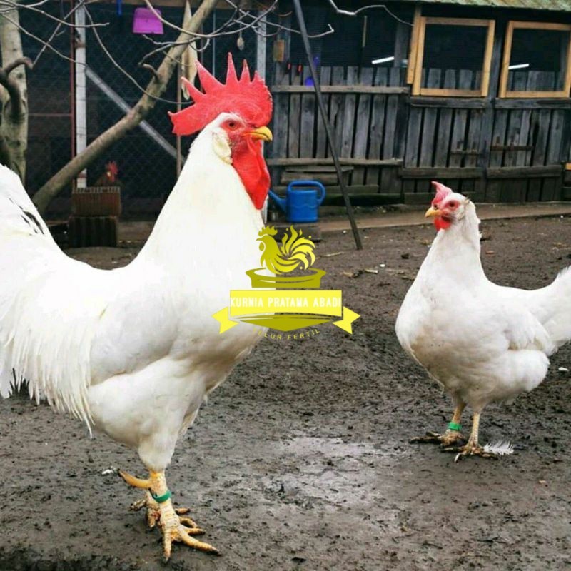 

TELUR AYAM ELBA PETELUR UNTUK DI TETASKAN KURNIA PRATAMA ABADI