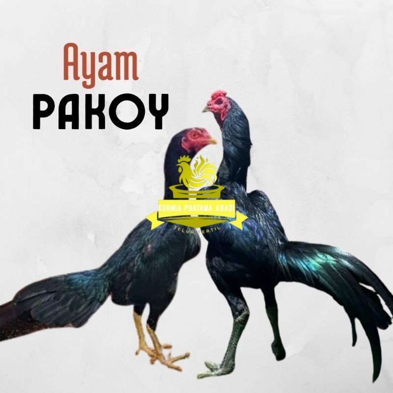 

telur ayam pakhoy ori thailand petarung bisa untuk di tetaskan KURNIA PRATAMA ABADI