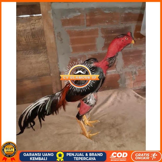 

TELUR AYAM SAIGON TANGGUH UNTUK DI TETASKAN CV GLAMOUR ID