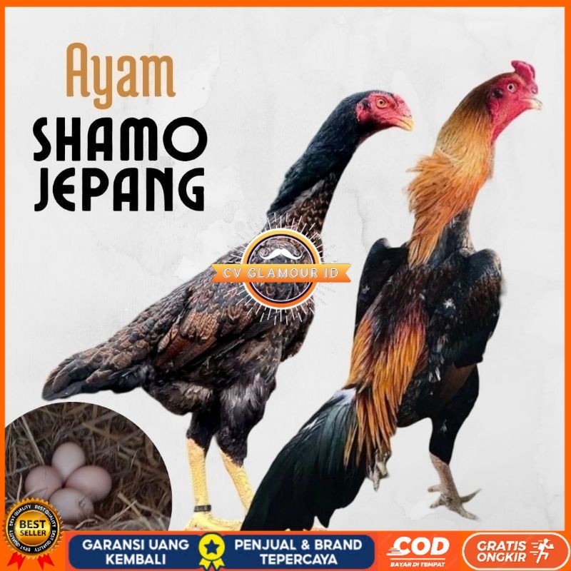 

telur ayam shamo jepang ori petarung bisa untuk di tetaskan CV GLAMOUR ID