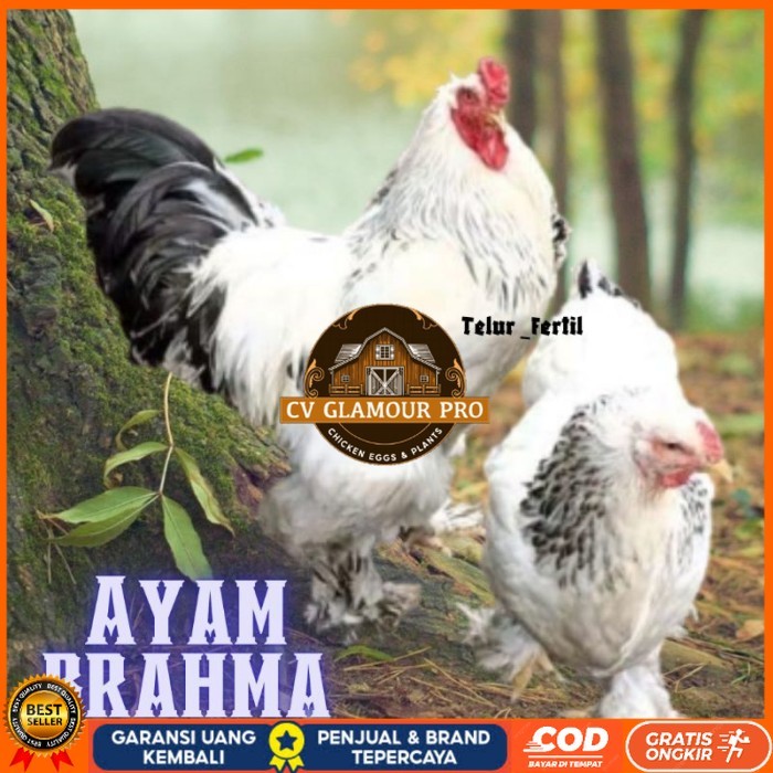 

telur ayam brahma asli bisa untuk di tetaskan vertil original berkualitas CV GLAMOUR PRO