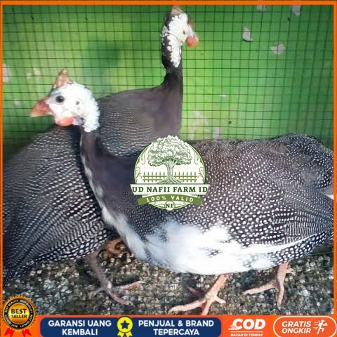 

Telur ayam mutiara hias siap ditetaskan - ayam mutiara UD NAFII FARM ID