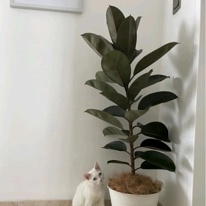 tanaman hias artificial ficus burgundy karet kebo - tanaman hidup karet kebo indoor Alami