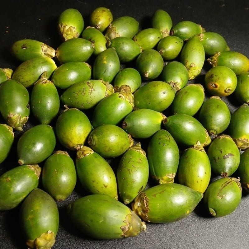 

AZ buah pinang jambe segar 1kg langsung ambil dari pohon nya press PROMO TERMURAH