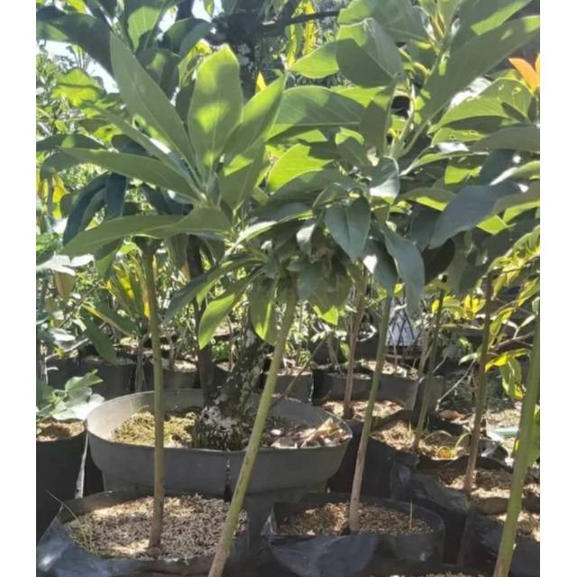 Bibit tanaman buah alpukat Yamagata