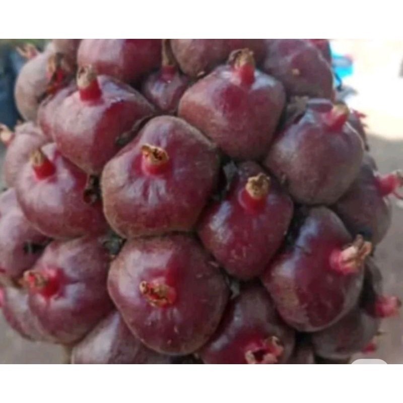 

honje laka/honje merah 1 kg