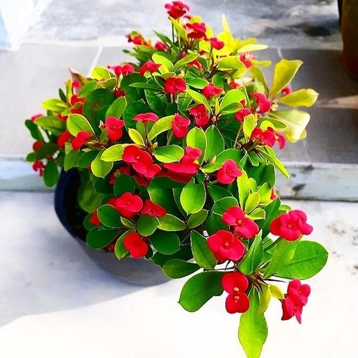 tanaman hias hidup bunga euphorbia