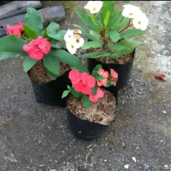 Paket 3 tanaman hias eporbia/bunga euphorbia