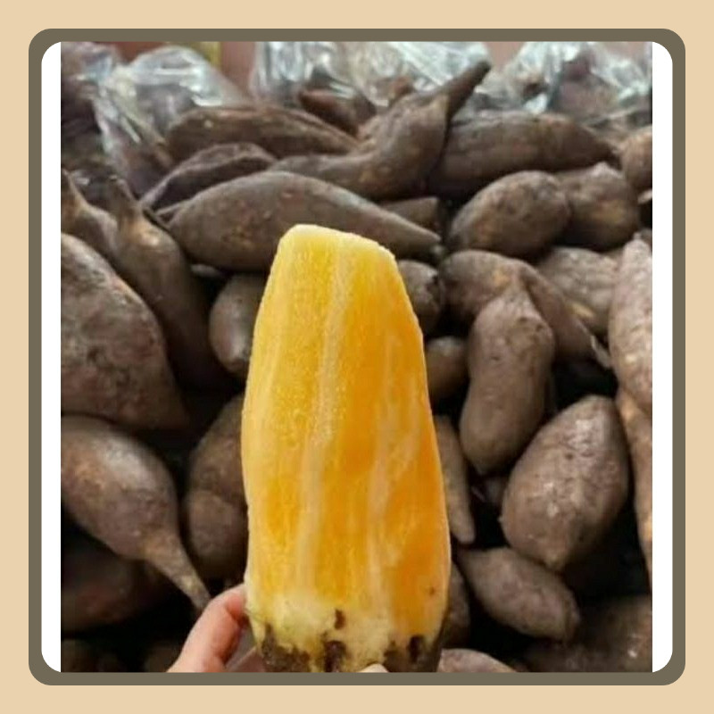 

yacon wonosobo